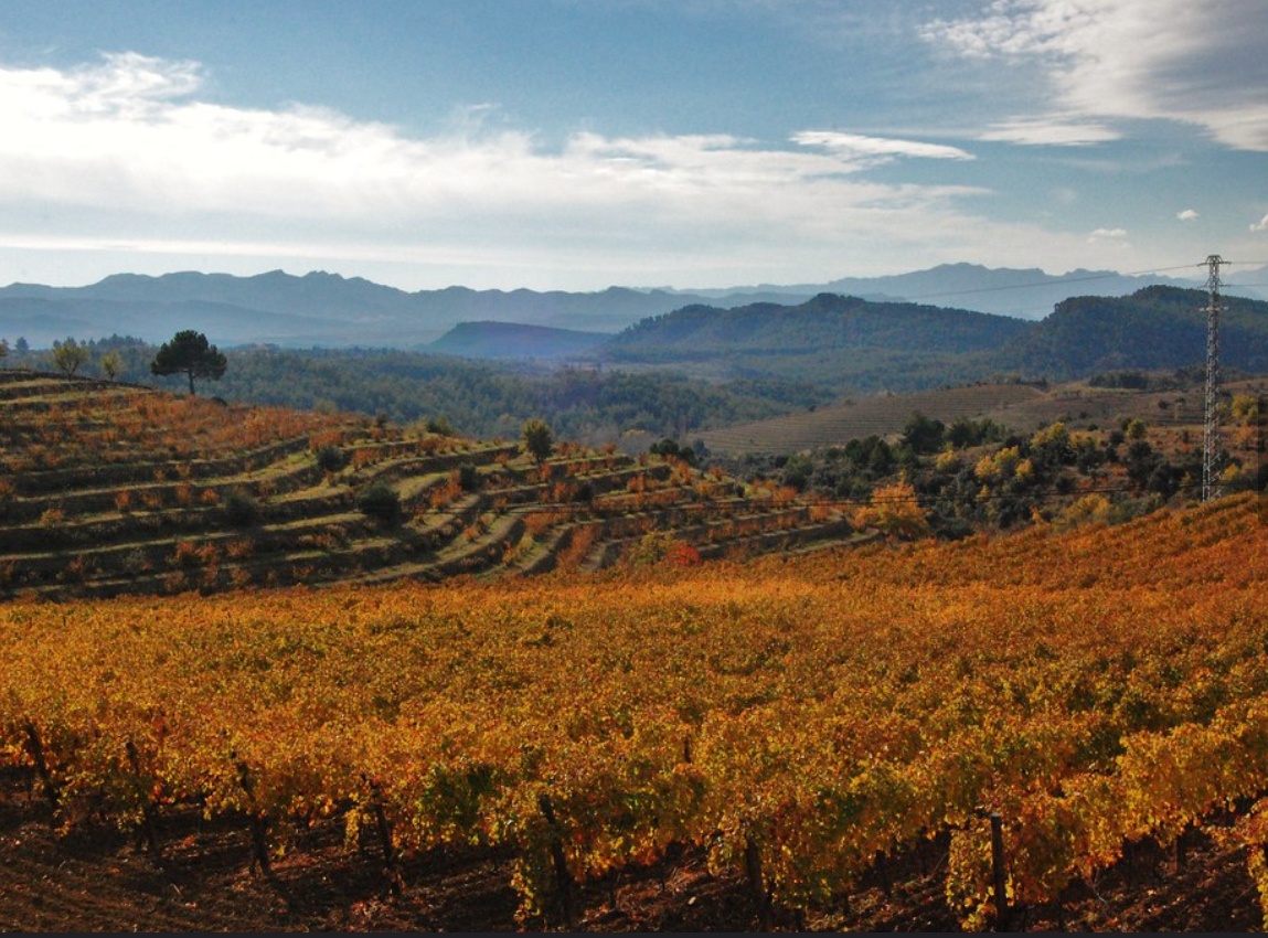 El Priorat, el paradís per als amants del vi: Una ruta per descobrir les seves dues Denominacions d’Origen